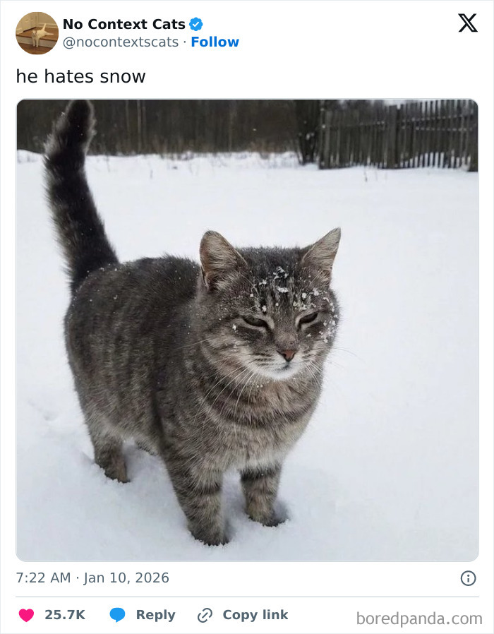 Gray tabby cat with snowflakes on its fur standing in a snowy yard, illustrating cozy winter moments without stepping into the cold.