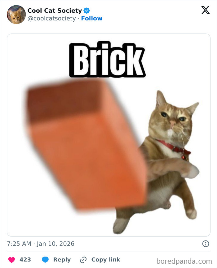 Funny cat meme showing a cat playfully swatting a brick, highlighting how awesome cats are with humor.