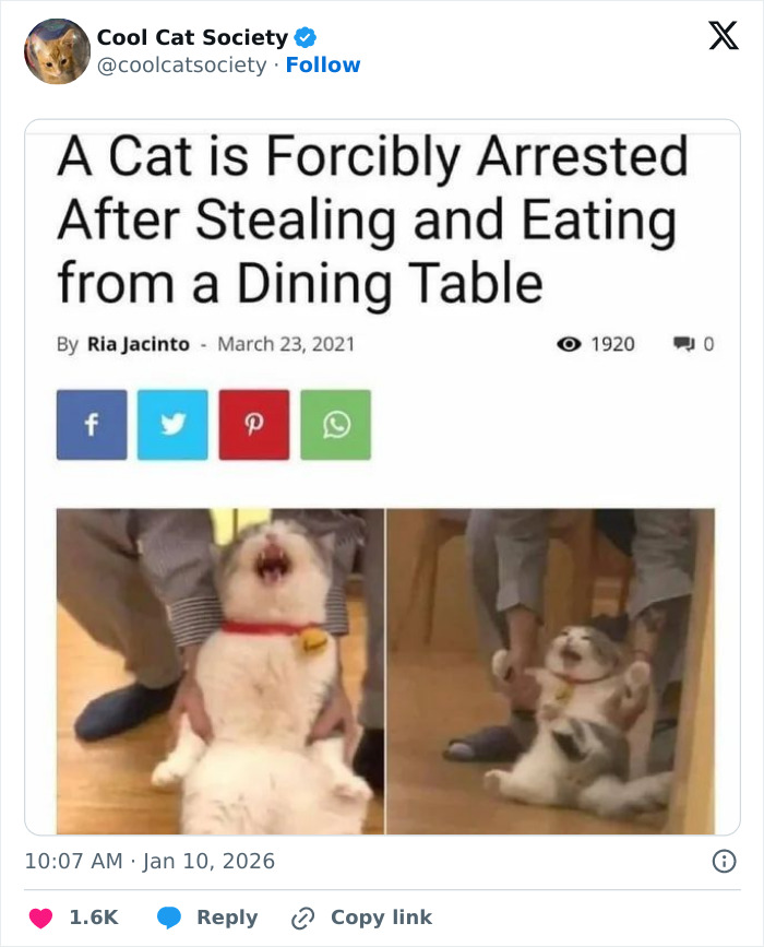 Screenshot of a funny meme showing a cat humorously arrested for stealing and eating from a dining table.