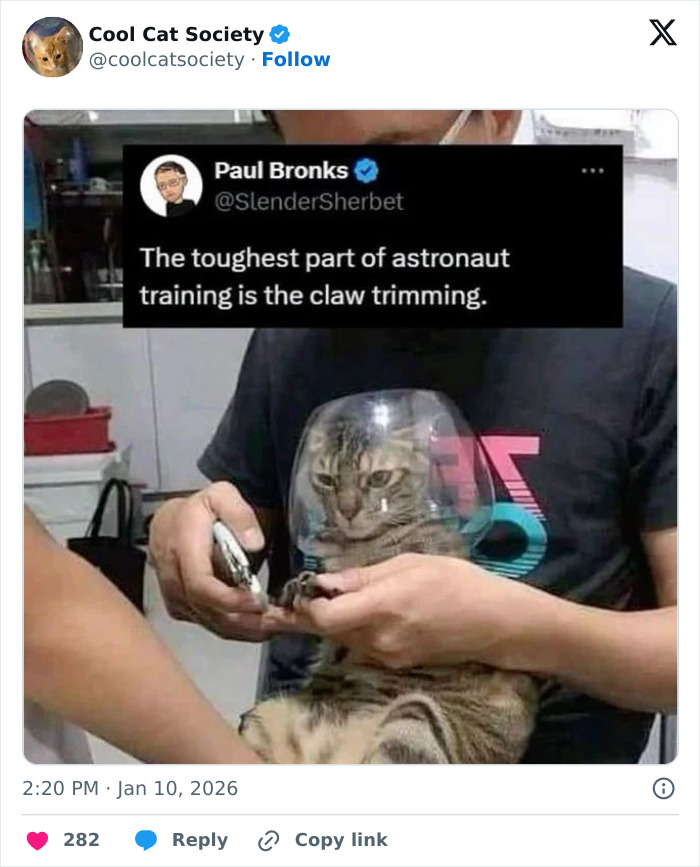 Cat having claws trimmed while wearing a clear protective helmet in a funny meme about cats and astronaut training.