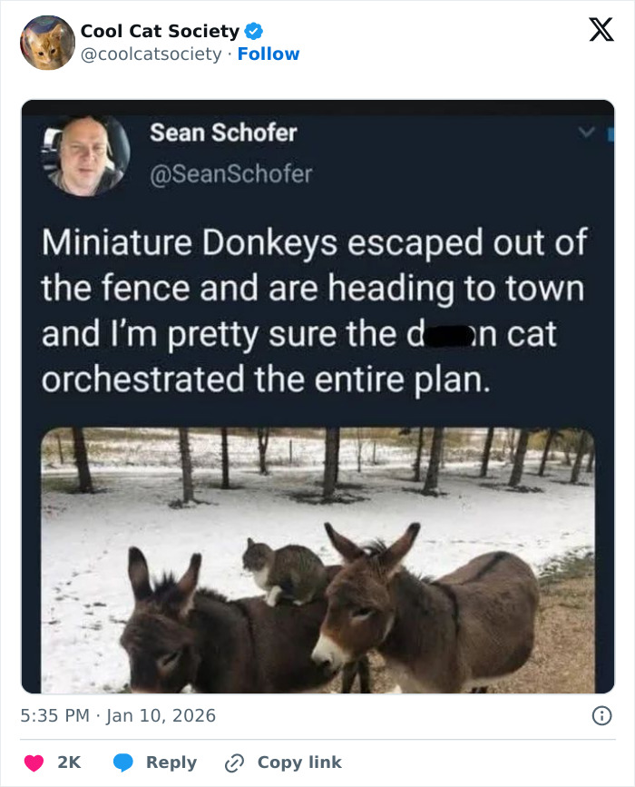 Screenshot of a funny cat meme showing a cat sitting on a donkey, highlighting cats' cleverness and charm.