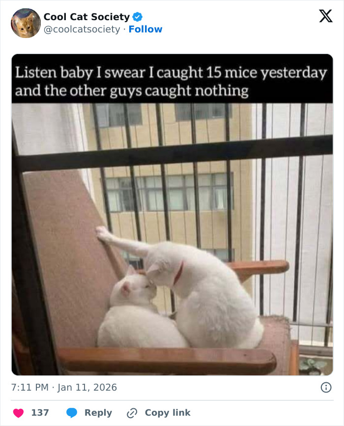 Two white cats cuddling on a chair by the window, featured in funny memes to remind you how awesome cats are.
