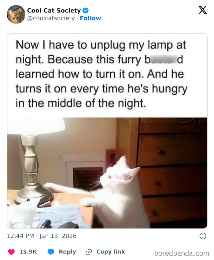 White cat turning on a lamp at night, illustrating funny memes that remind you how awesome cats are.