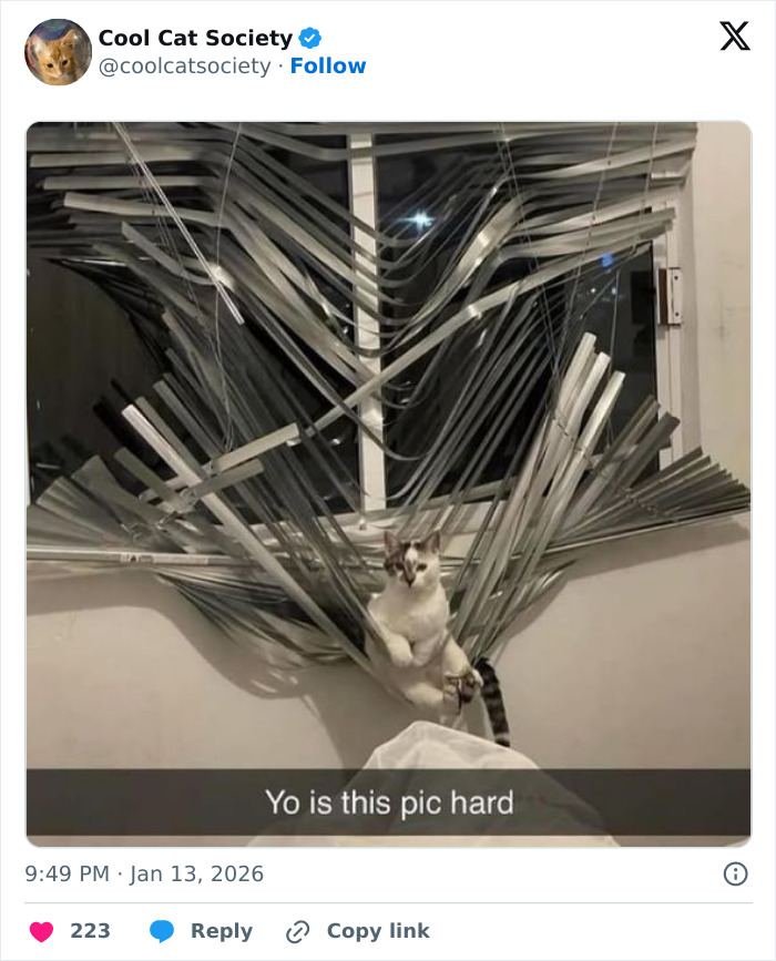 Cat tangled in broken window blinds sitting on a bed, funny meme highlighting how awesome cats are.