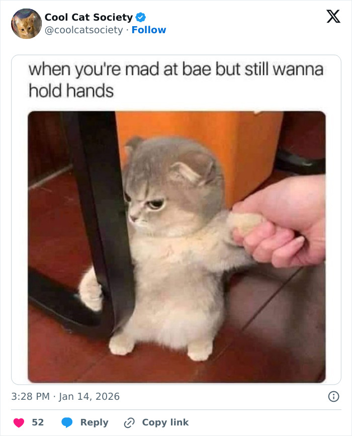 Grumpy cat reluctantly holding a human hand, illustrating funny memes that remind you how awesome cats are.