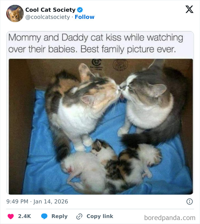 Two adult cats kissing while watching over their kittens on a blue blanket, showcasing funny cat family moments.