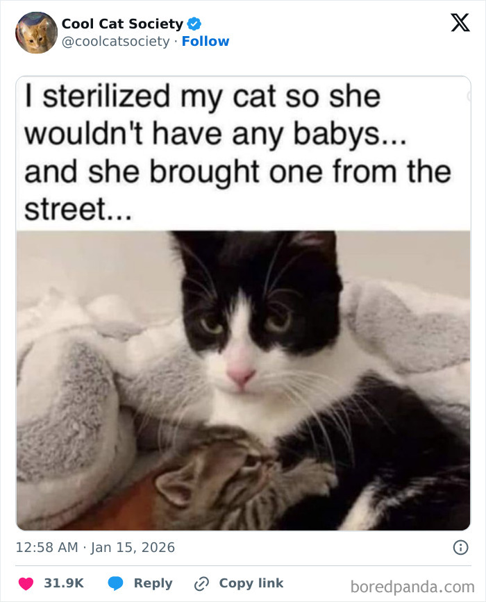 Black and white cat cuddling a small kitten, showcasing funny memes to remind you how awesome cats are.
