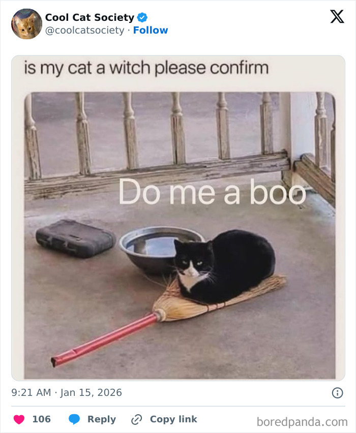 Black and white cat sitting on a broom with text asking if the cat is a witch in a funny cat meme.