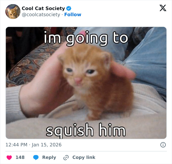 Small orange kitten being gently squished by a hand, highlighting funny memes to remind you how awesome cats are.