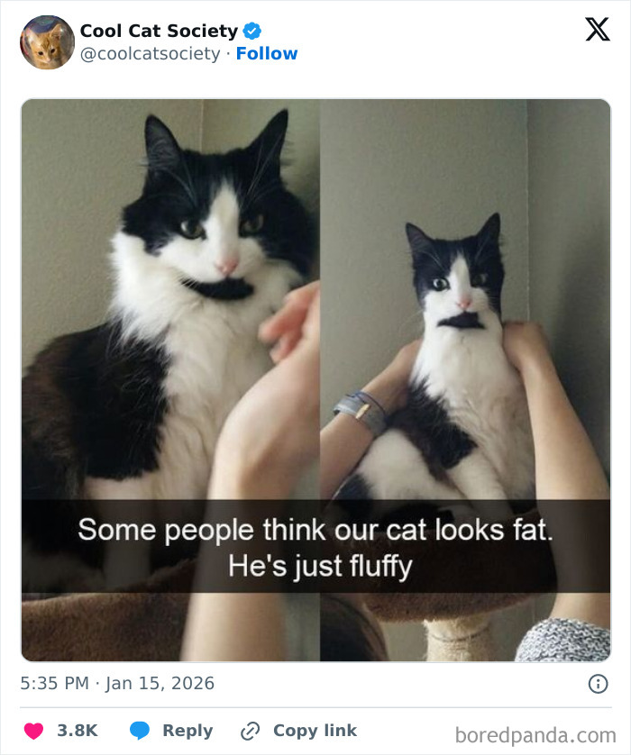 Two black and white cats with fluffy fur being held by hands, showcasing funny cat moments and cute expressions.