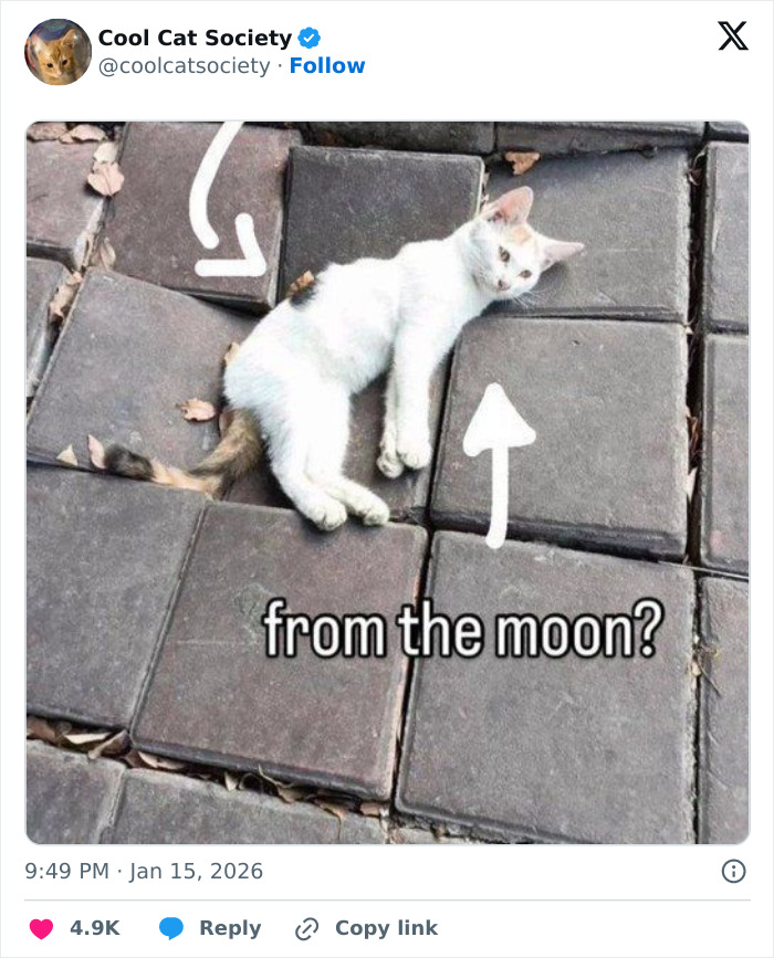 White cat lying on stone pavement with arrows and text, a funny meme showing how awesome cats are.