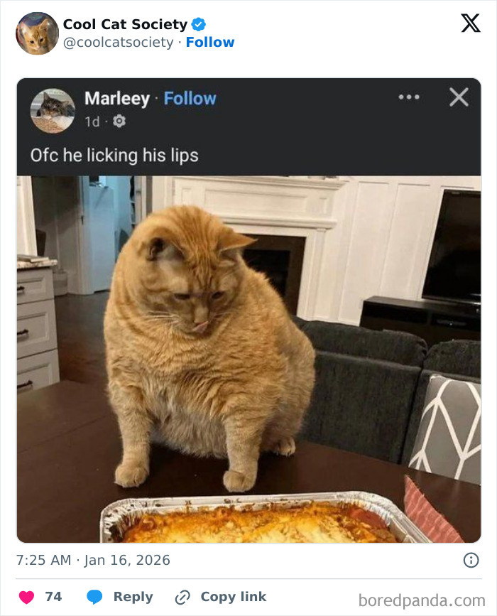 Chubby orange cat looking down at a lasagna tray on a table, showcasing funny memes about how awesome cats are.