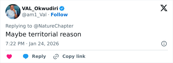 Tweet from user VAL_Okwudiri replying to NatureChapter, discussing possible territorial reason for a snow leopard attack on skier. Tweet from user VAL_Okwudiri replying to NatureChapter, discussing possible territorial reason for a snow leopard attack on skier.