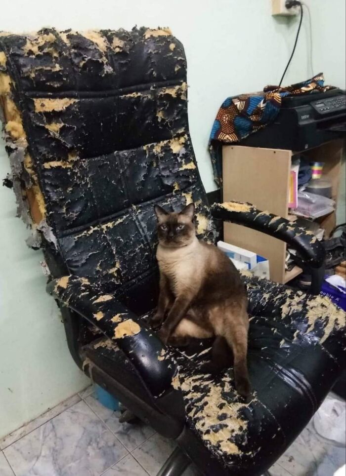 Cat sitting on a severely damaged office chair, showcasing one of the hilarious moments caught on camera involving animals.