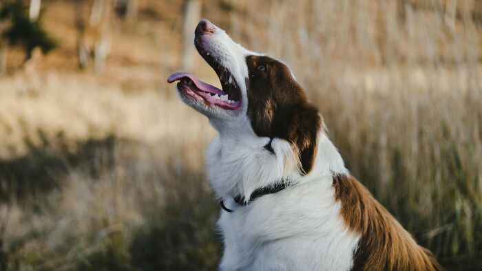 Brown and white dog looking up outdoors in a grassy field, inviting viewers to cast their vote on what is right.
