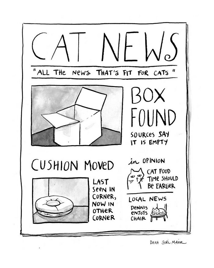 Black and white comic by Dana Jeri Maier showing humorous cat news with a box, cushion, and cat food opinions.