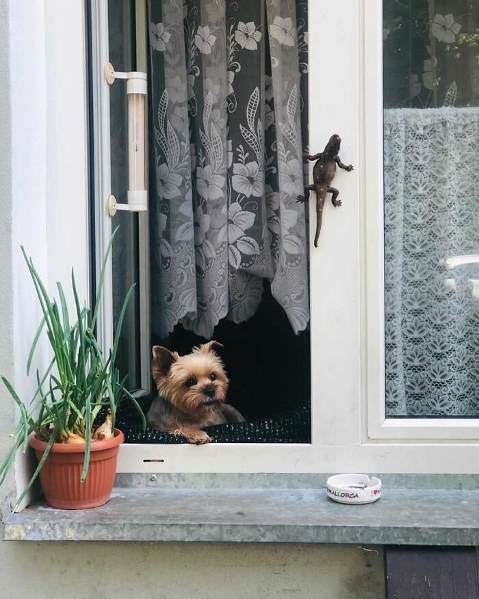 Small adorable dog peeking out of a window with lace curtains and a lizard climbing the window frame nearby.