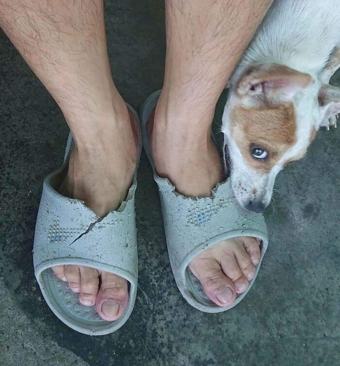 Worn out slippers on feet with a curious dog sniffing near, captured as a hilarious moment caught on camera.