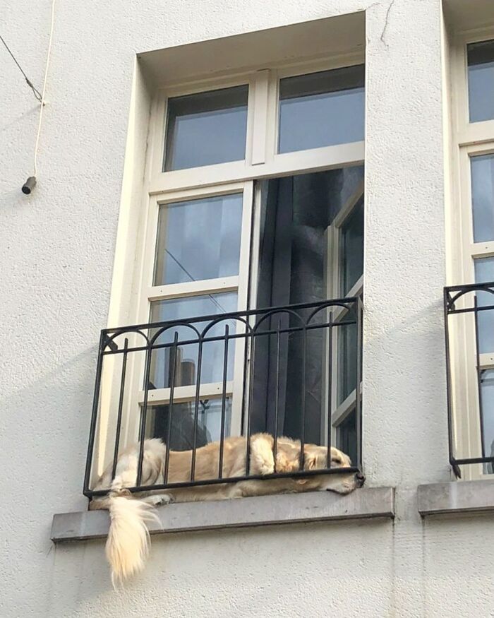 Golden retriever dog lying and peeking out of an open window with black iron railing on a white building wall.