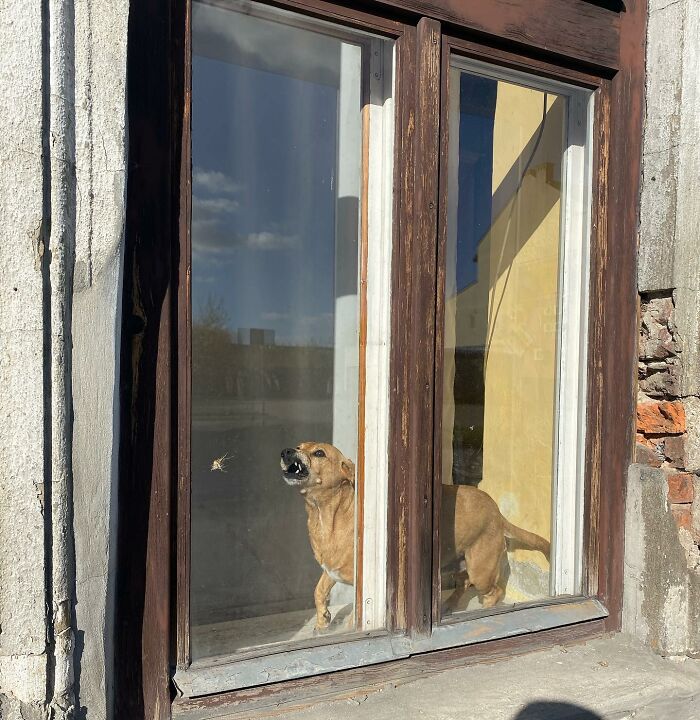 Small dog caught peeking out of an old wooden window with sunlight casting shadows inside the room.