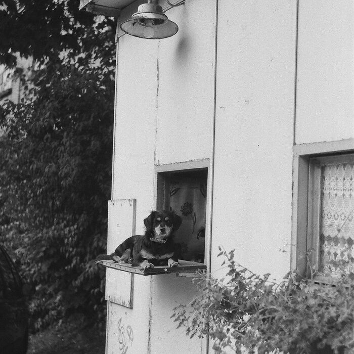 Small dog caught peeking out of a window on a building surrounded by trees and foliage in a black and white photo.