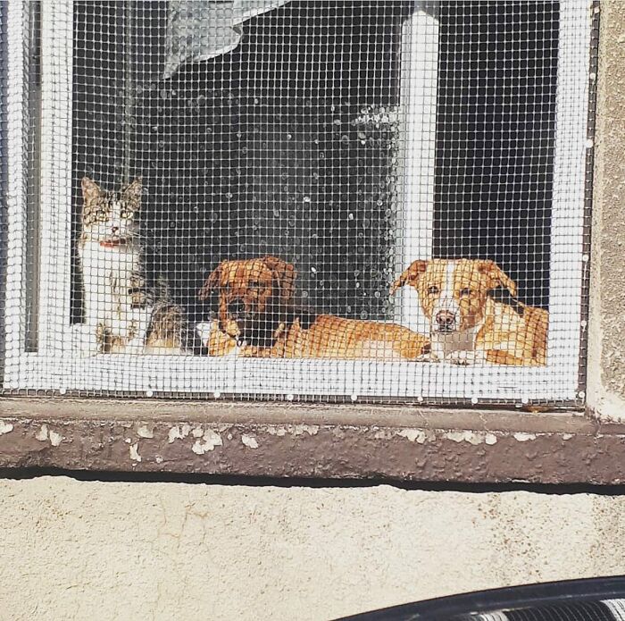 Three adorable dogs and a cat peeking out of a window behind a mesh screen on a sunny day.
