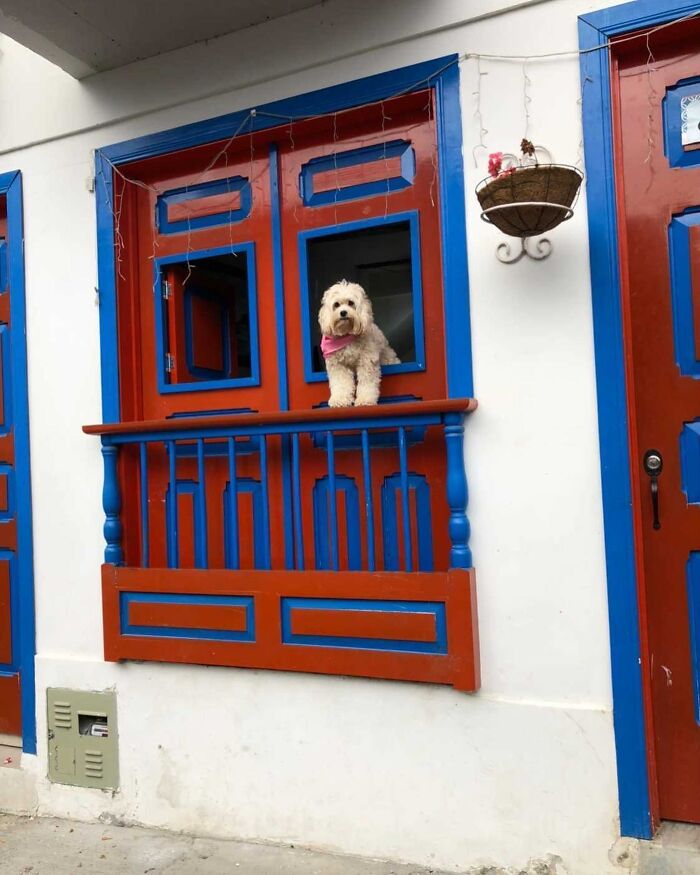 Small fluffy dog peeking out of a colorful red and blue window on a white house, showcasing adorable dogs caught peeking out of windows.