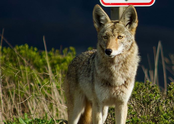 Coyote standing alert in a natural setting, illustrating one of the most wacky stories people share hoping someone will believe them.