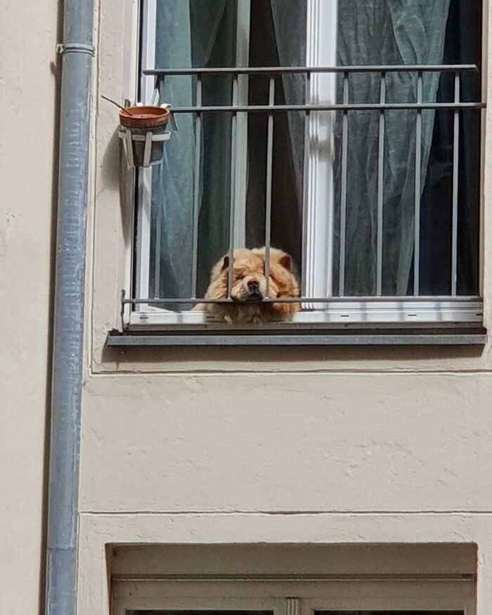 Adorable dog peeking out of a window with metal bars, resting its head, showcasing charming pet window moments.