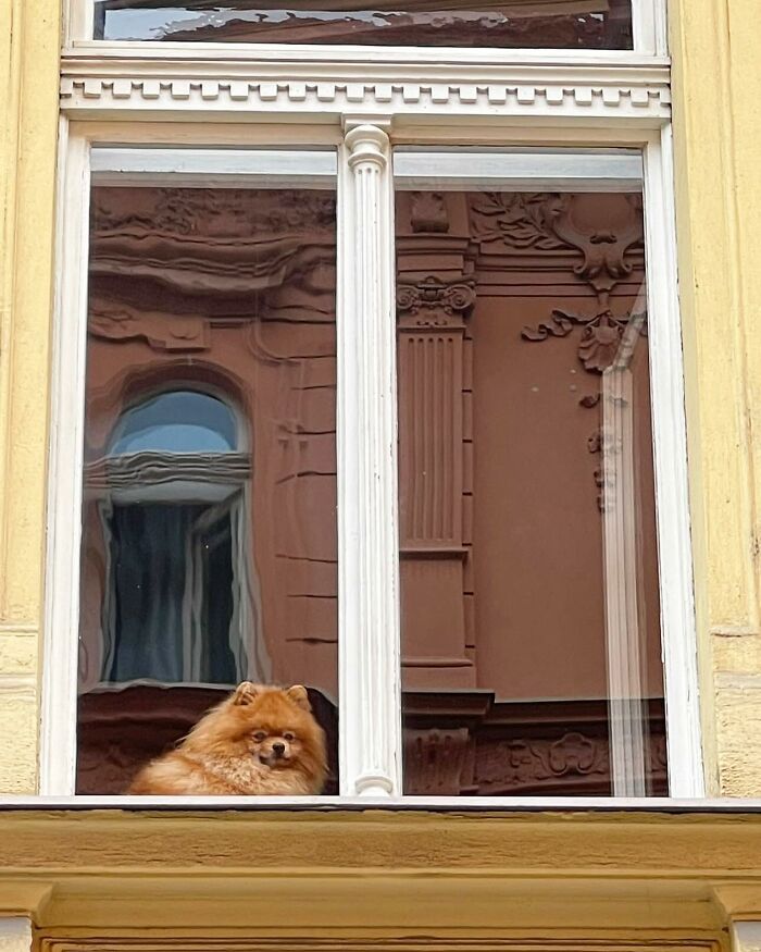 Fluffy dog peeking out of a window with reflections of architectural details on the glass in an urban setting.