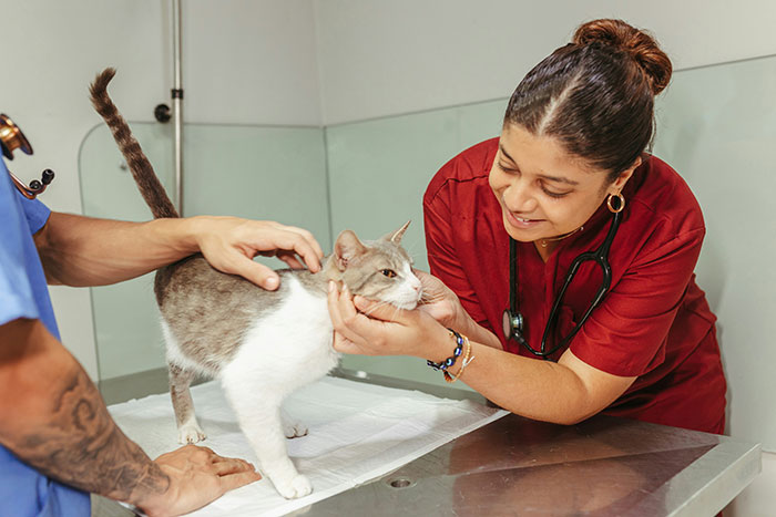 Veterinarian examining a cat while pet owners check on the pet concerned about cat disappearing and neighbor adopting it.