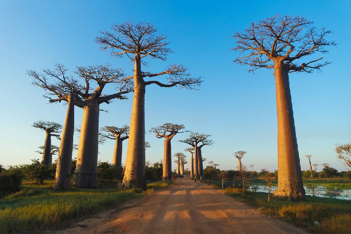 Baobab trees along a dirt road at sunset, evocative scene for Most Stressful Countries topic