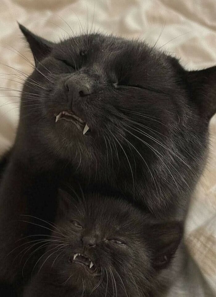 Two black cats with funny expressions showing their teeth, captured in hilarious moments caught on camera.