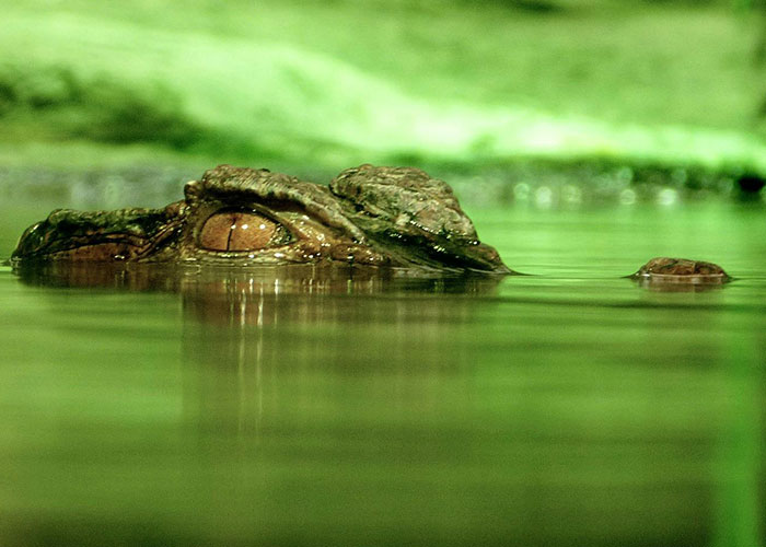 Close-up of a crocodile partially submerged in green water, illustrating one of the most wacky stories people share.