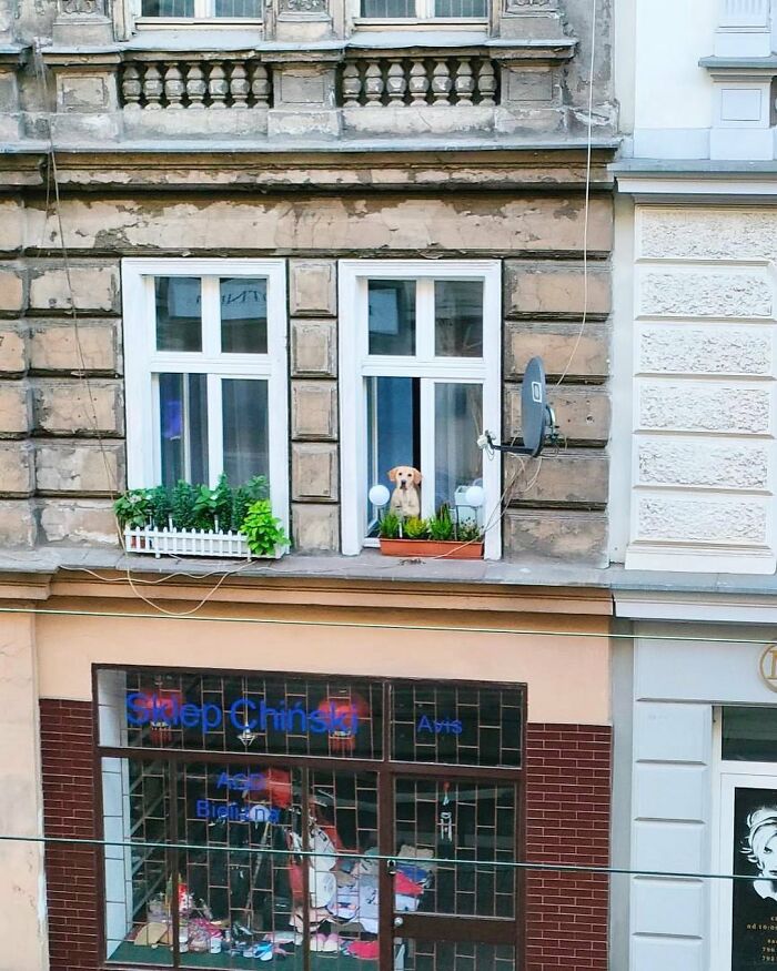 Adorable dog caught peeking out of a window on a weathered building facade with plants on the windowsill.