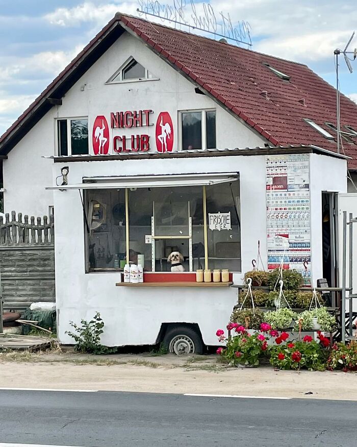 Small dog peeking out of a window in a roadside stand with flowers and a nightclub sign on the building behind it.