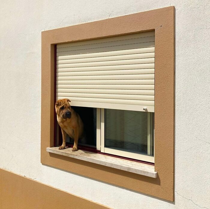 Adorable dog peeking out of a partially open window framed by beige and white exterior walls.
