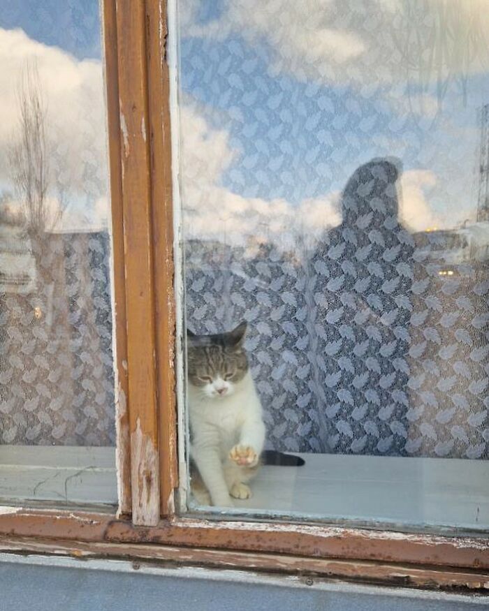 Cat sitting behind old wooden window with lace curtain, peeking out while raising a paw inside the house.