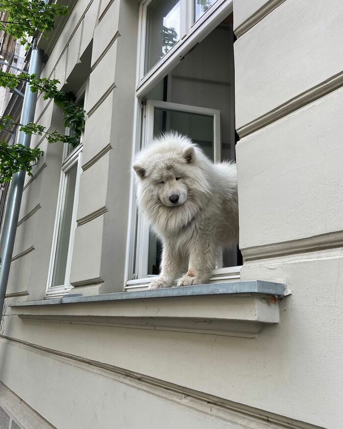 Fluffy white dog caught peeking out of a window on a beige building, showcasing adorable dogs peeking from windows.
