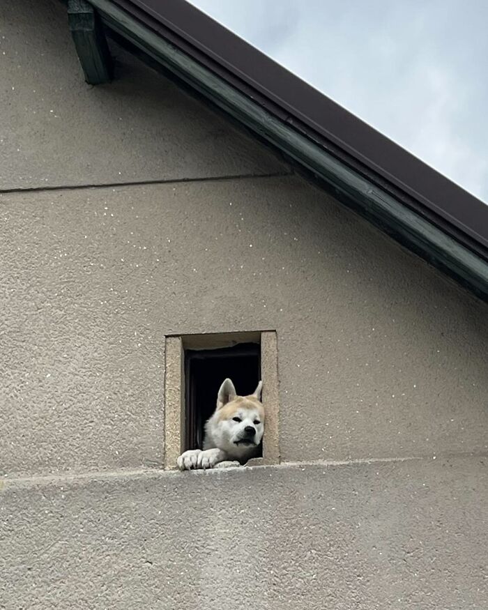 Adorable dog peeking out of a small window on a house wall, capturing a cute and curious moment.