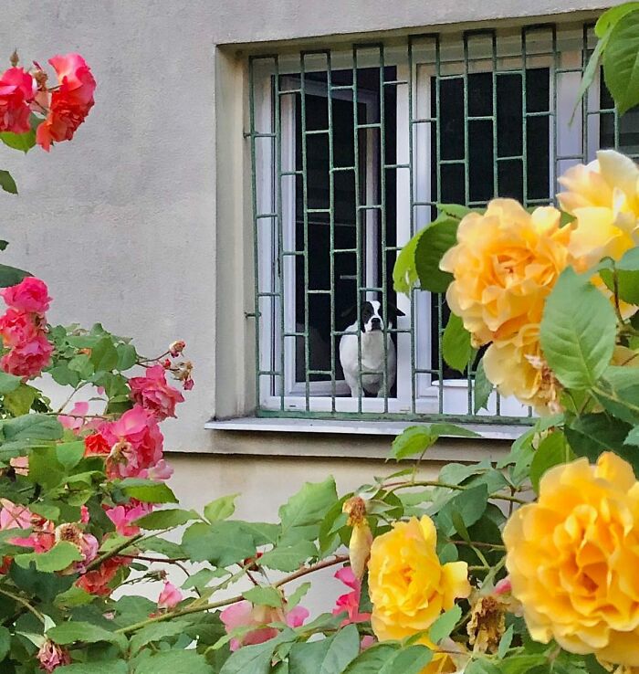 Small adorable dog peeking out of a barred window surrounded by blooming yellow and pink roses.
