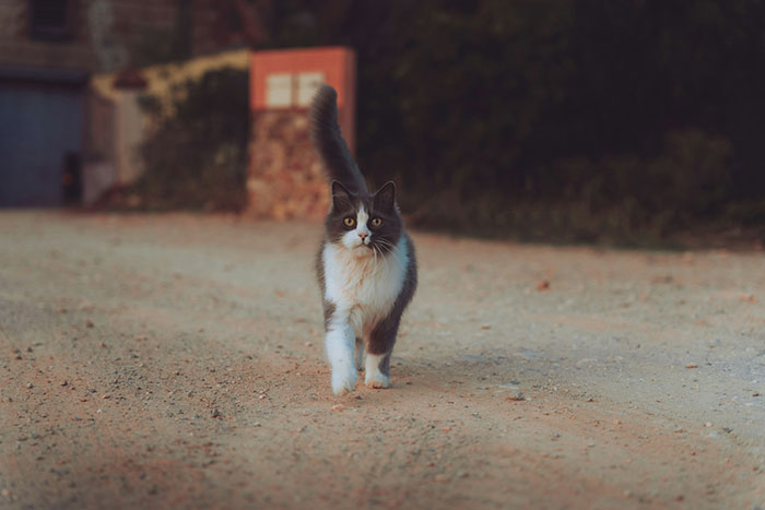 A gray and white cat walking on a dirt road, related to a cat disappearing for days and neighbor adopting him.