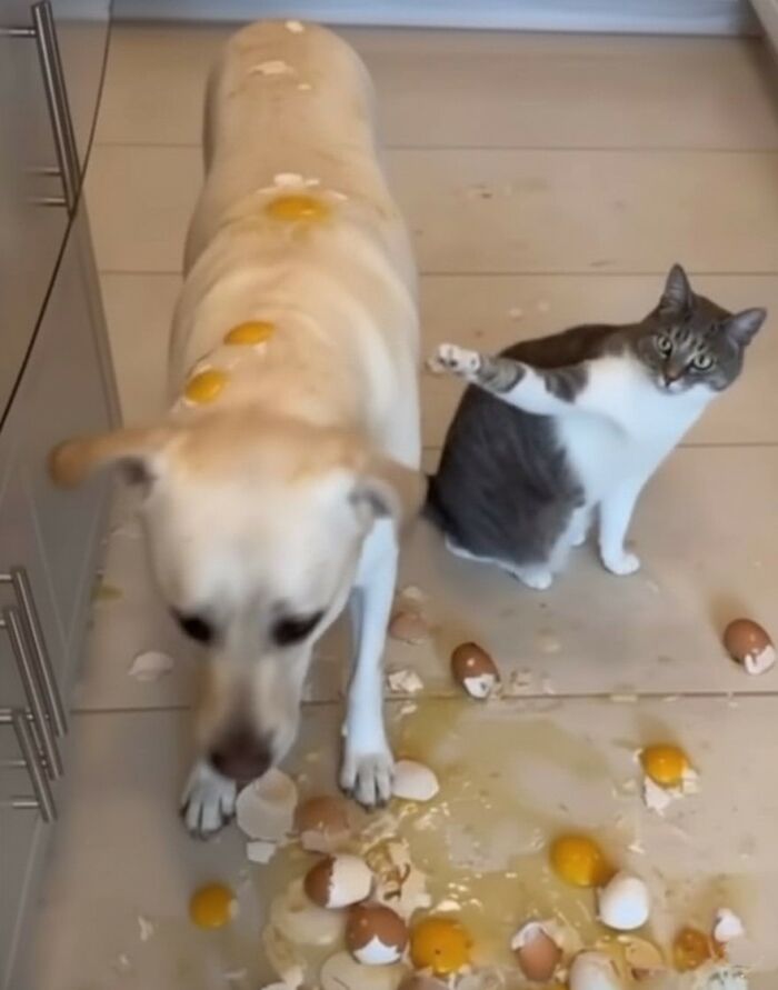 Dog covered in broken eggs on its back with a cat raising a paw among spilled eggs, capturing hilarious animal moments.