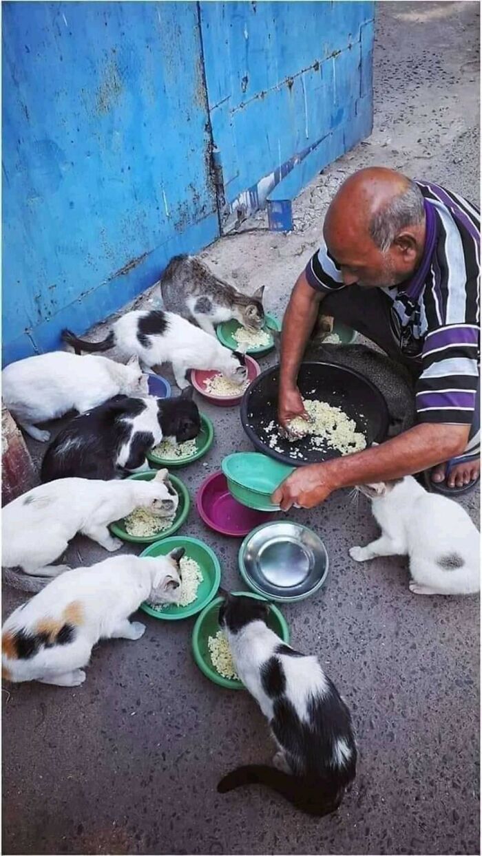 Man feeding multiple cats with bowls of food, showcasing important animal images of sweet human-animal bonds.