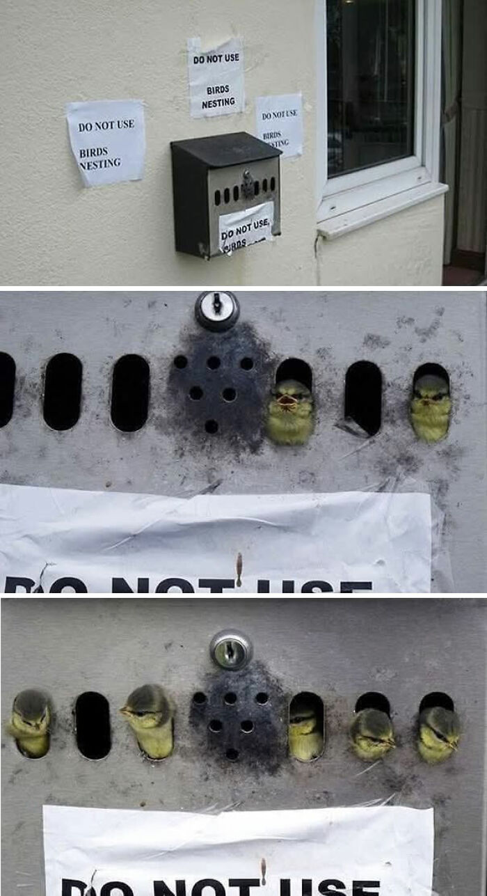 Small birds nesting inside a mailbox despite signs capturing the sweetest human-animal bonds in important animal images.