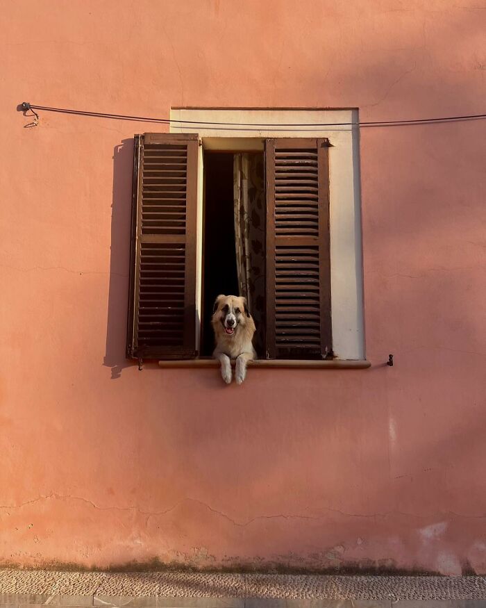Dog peeking out of a window with wooden shutters on a peach-colored wall in warm natural light.
