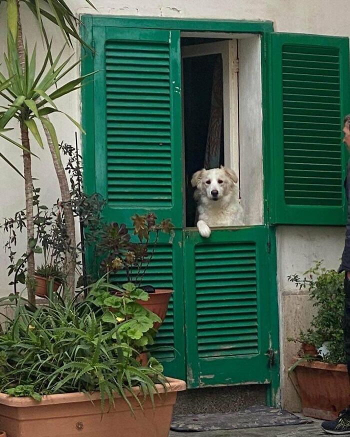Adorable dog caught peeking out of green window shutters with plants outside in a cozy home setting