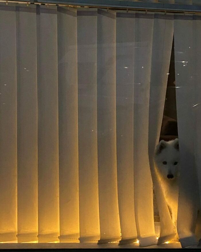 White dog peeking out from behind window blinds with warm yellow light glowing from below at night.