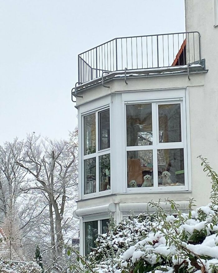 Three adorable dogs caught peeking out of a snowy window in a cozy home surrounded by winter trees and bushes.