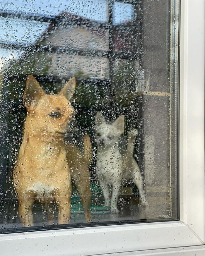 Two adorable dogs caught peeking out of a rain-covered window, showing curious expressions from inside the house.